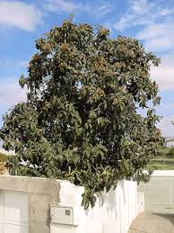 All parts of the plant are used in traditional chinese the item was attractive however the yield was really small. Eriobotrya Japonica Loquat Japanese Loquat Pfaf Plant Database