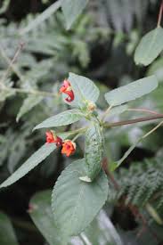 Image result for Impatiens runssorensis