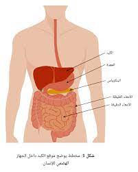 مكان الكبد في الجسم بالصور