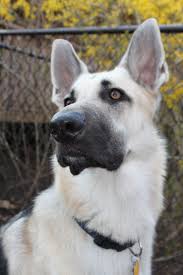 Black And Silver German Shepherd Puppies For Sale In Ohio German Shepherd Strong And Loyal Shepherd Puppies German Shepherd Puppies German Shepherd Dogs