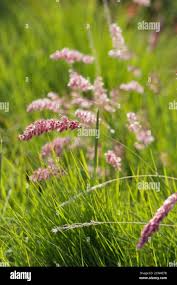 Image result for Melinis nerviglumis