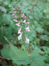 Image result for Fuirena leptostachya