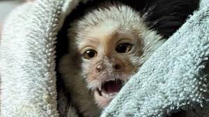 Dog and cat owning ban for pair who kept 49 animals in squalor