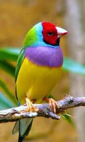 Gouldian Finch The Gouldian Finch Also Known As The Lady Gouldian Finch Gould S Finch Or The Rainbow Finch Is A Colourful Passerin Kuslar Bird Renga