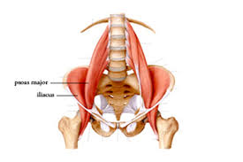 The back extensor muscle group contains the longissimus, iliocostalis, and spinalis. Muscle Charts Massagelongbeachca Com