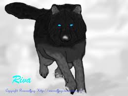 That said, any animal, in this case canine, can be both dangerous and mild depending on circumstances. Wolf With Zee Blue Eyes By Riverwolfpup On Deviantart