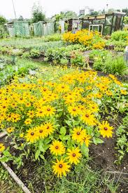 Although tulips, along with windmills and wooden shoes, are closely associated with holland, these tulips, which yield only one flower per stem, have been synonymous with beauty in turkey for. Jerusalem Artichoke Companions Tips On Jerusalem Artichoke Companion Planting