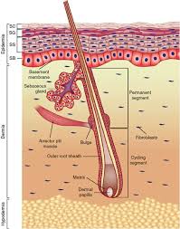 Learn about the skin's function and conditions the skin protects us from microbes and the elements, helps regulate body temperature, and permits the sensations of touch, heat, and cold. Skin Anatomy Function Types And Structure Biology Dictionary