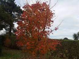 7433) is a hybrid of acer truncatum and acer platanoides that combines the best characteristics of the parents in a medium sized shade tree.dark glossy leaves, drought resistance, orange to red fall color and a smaller ultimate size are inherited from shantung maple (acer truncatum). Acer Pacific Sunset Acer Japonesas