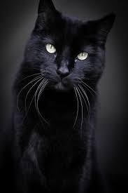 Pin En Cats