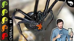 Black widows tend to eat crickets once a week. Black Widow The Best Pet Spider Part 2 The Explicit Truth Youtube