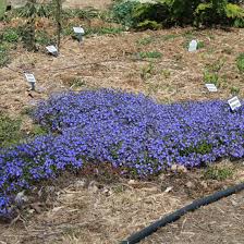 Image result for Veronica abyssinica