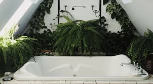 If your soil is moist to begin. Can You Keep Plants In The Bathroom Planet Houseplant