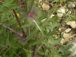 Image result for Lactuca setosa