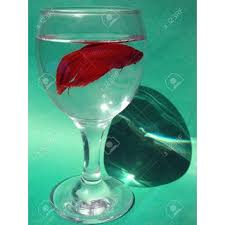 Find here details of companies selling betta fish, for your purchase requirements. Buy Cockerel Or Fighter Fish Glass With Water Online 1599 From Shopclues