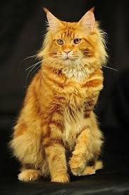 Pin On I Maine Coon Cats