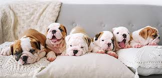 Healthy paws, petplan, embrace, petfirst, pets best, aspca, figo, prudent pet, pumpkin, agile health insurance, trustedpals, spot, lemonade pet, eusoh community health plan, pawp, and manypets. Paws And Claws Pet Insurance