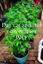 Humor Weed
