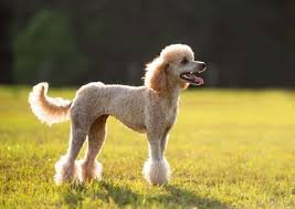 Image result for poodle