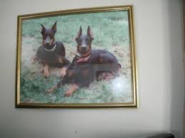 Puppies will be ready to view in may 2021. Doberman Puppies For Sale In Rochester New York Classified Americanlisted Com