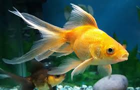 Goldfish Diseases And Their Symptoms Lovetoknow