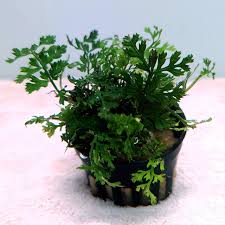 Image result for Bolbitis