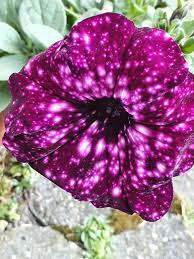 Petunia Royal Skyhttps I Redd It 4uv2ym1eizu41 Jpg Petunias Plant Leaves Orchids