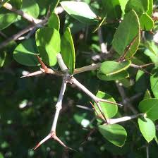 Image result for Carissa tetramera