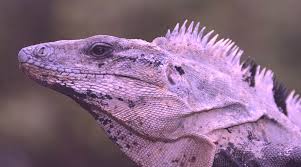It is common for reptilians to insult humans by referring to them as apes. You Don T Have A Lizard Brain Daniel Toker