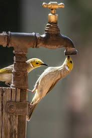 Pets Archives Awwthings Com Wild Birds Beautiful Birds Colorful Birds