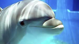 Check spelling or type a new query. Cute Dolphin Wallpapers Wallpaper Cave
