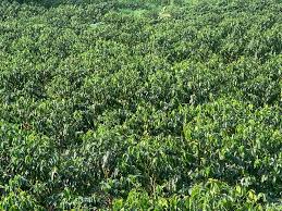 Image result for Coffea mufindiensis