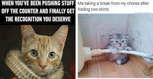 Also a great excuse to share cat stuff online all weekend long. I Can Has Cheezburger Caturday Page 2 Funny Animals Online Cheezburger
