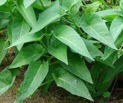 Image result for Ipomoea aquatica