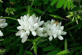 Image result for Securigera  varia