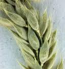 Image result for Eriochloa fatmensis