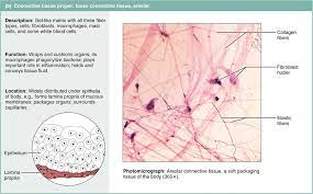 Connective Tissue Loose Connective Tissue Human Anatomy And Physiology Collagen Fibers