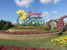 The garden was launched on valentine's day in 2013, occupies over 72,000 square metres, featuring over 50 million flowers and 250 million plants. Miracle Garden Dubai Dubai Miracle Garden Flower Diary Store