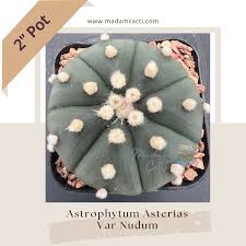 Image result for Thesium asterias