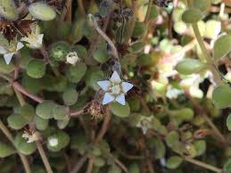 Image result for Crassula expansa