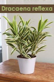 Maybe you would like to learn more about one of these? Dracaena Reflexa The Song Of India