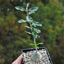 Image result for Fockea angustifolia