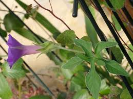 Image result for Ipomoea vernalis