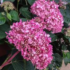 Hydrangea Arborescens Ncha3 Invincibelle Ruby Hydrangea Dark Burgundy Red Buds Open To Two Toned Combin Hydrangea Arborescens Hydrangea Victorian Gardens