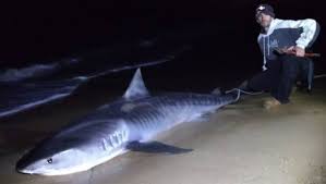 Great white shark lamniformes bull shark tiger shark, black shark, white, marine mammal, mammal png. Not Killing Machines Mandurah Fisherman Hooks 320kg Tiger Shark Mandurah Mail Mandurah Wa