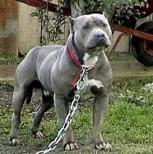 These dogs were built to have a strong chest and thick legs. Not All Pit Bulls Are Dangerous Why They Deserve A Second Chance Pethelpful
