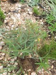 Image result for Chamaecrista mimosoides