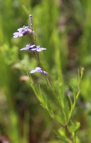 Image result for Lobelia blantyrensis