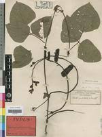 Image result for Psophocarpus scandens