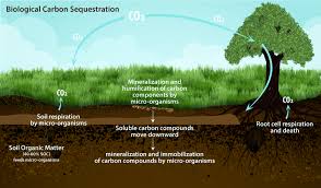 carbon sequestration